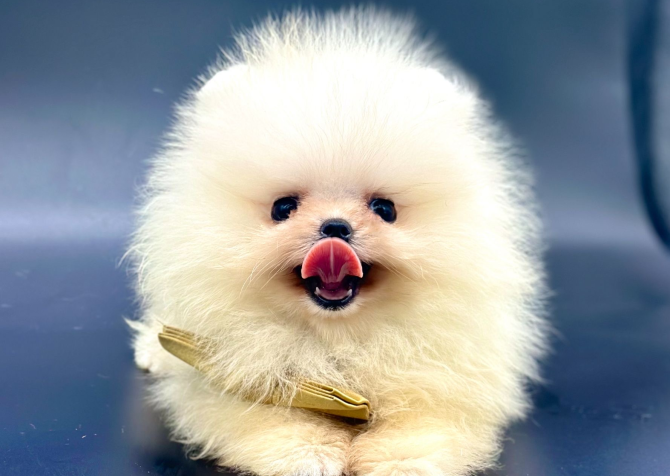 Teddy Face Boo Pomeranian